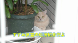 神原崇ブリーダーからお迎えしたサイベリアン：にゃーにゃくん