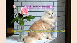 神原崇ブリーダーからお迎えしたサイベリアン：にゃーにゃくん