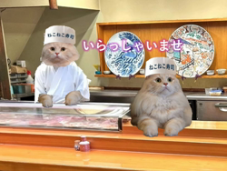 神原崇ブリーダーからお迎えしたサイベリアン：にゃーにゃくん