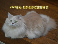 神原崇ブリーダーからお迎えしたサイベリアン：にゃーにゃくん