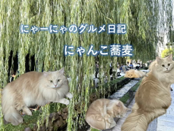 神原崇ブリーダーからお迎えしたサイベリアン：にゃーにゃくん