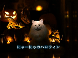 神原崇ブリーダーからお迎えしたサイベリアン：にゃーにゃくん