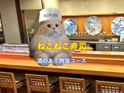 神原崇ブリーダーからお迎えしたサイベリアン：にゃーにゃくん
