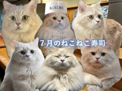 神原崇ブリーダーからお迎えしたサイベリアン：にゃーにゃくん