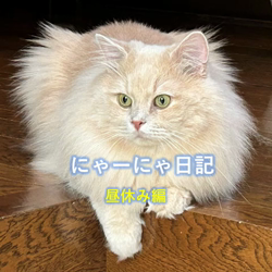 神原崇ブリーダーからお迎えしたサイベリアン：にゃーにゃくん