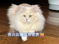 神原崇ブリーダーからお迎えしたサイベリアン：にゃーにゃくん