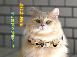 神原崇ブリーダーからお迎えしたサイベリアン：にゃーにゃくん