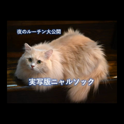 神原崇ブリーダーからお迎えしたサイベリアン：にゃーにゃくん