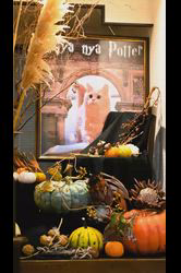 神原崇ブリーダーからお迎えしたサイベリアン：にゃーにゃくん