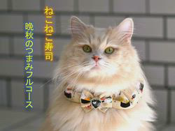 神原崇ブリーダーからお迎えしたサイベリアン：にゃーにゃくん