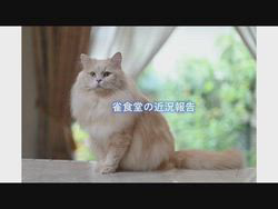 神原崇ブリーダーからお迎えしたサイベリアン：にゃーにゃくん