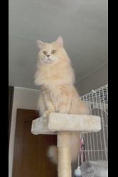 神原崇ブリーダーからお迎えしたサイベリアン：にゃーにゃくん