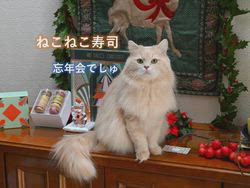 神原崇ブリーダーからお迎えしたサイベリアン：にゃーにゃくん