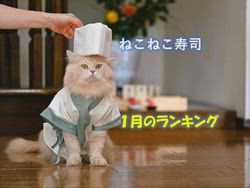 神原崇ブリーダーからお迎えしたサイベリアン：にゃーにゃくん