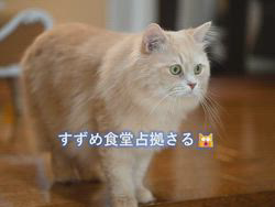 神原崇ブリーダーからお迎えしたサイベリアン：にゃーにゃくん