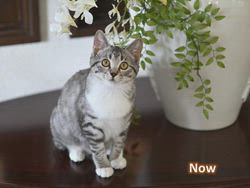 神原崇ブリーダーからお迎えしたサイベリアン：にゃーにゃくん