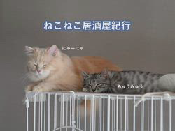 神原崇ブリーダーからお迎えしたサイベリアン：にゃーにゃくん