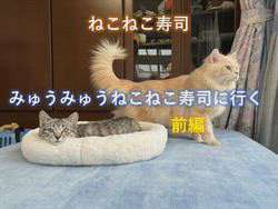 神原崇ブリーダーからお迎えしたサイベリアン：にゃーにゃくん