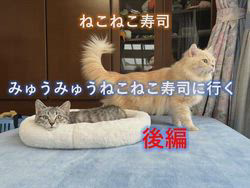 神原崇ブリーダーからお迎えしたサイベリアン：にゃーにゃくん