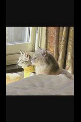 神原崇ブリーダーからお迎えしたサイベリアン：にゃーにゃくん