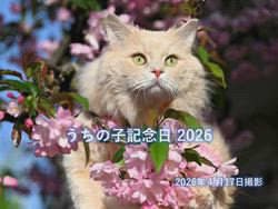 神原崇ブリーダーからお迎えしたサイベリアン：にゃーにゃくん