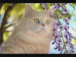 神原崇ブリーダーからお迎えしたサイベリアン：にゃーにゃくん