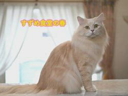 神原崇ブリーダーからお迎えしたサイベリアン：にゃーにゃくん