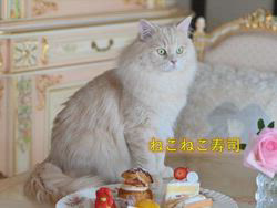 神原崇ブリーダーからお迎えしたサイベリアン：にゃーにゃくん