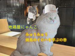 神原崇ブリーダーからお迎えしたサイベリアン：にゃーにゃくん