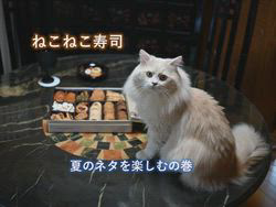 神原崇ブリーダーからお迎えしたサイベリアン：にゃーにゃくん