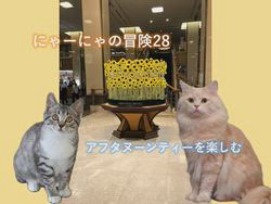 神原崇ブリーダーからお迎えしたサイベリアン：にゃーにゃくん