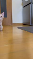 長谷川恵ブリーダーからお迎えしたマンチカン：雨ちゃん