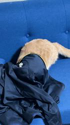 長谷川恵ブリーダーからお迎えしたマンチカン：雨ちゃん