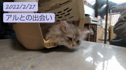 熊田貞子ブリーダーからお迎えしたサイベリアン：アルくん