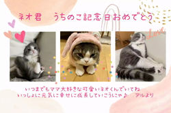 熊田貞子ブリーダーからお迎えしたサイベリアン：アルくん