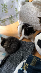 三塚由美子ブリーダーからお迎えしたチワワ(ロング)：キトくん