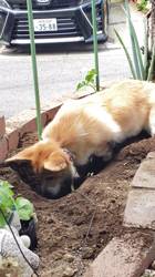 賀川正美ブリーダーからお迎えしたウェルシュ・コーギー・ペンブローク：イチくん