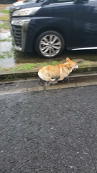 賀川正美ブリーダーからお迎えしたウェルシュ・コーギー・ペンブローク：イチくん