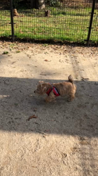 川村孝司ブリーダーからお迎えしたノーフォークテリア：きなこちゃん