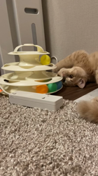 前野幹子ブリーダーからお迎えしたミヌエット：マカロンちゃん