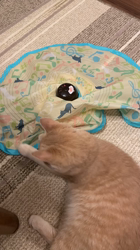 前野幹子ブリーダーからお迎えしたミヌエット：マカロンちゃん