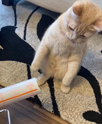 前野幹子ブリーダーからお迎えしたミヌエット：マカロンちゃん