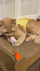 前野幹子ブリーダーからお迎えしたミヌエット：マカロンちゃん