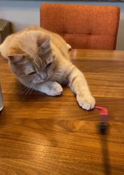 前野幹子ブリーダーからお迎えしたミヌエット：マカロンちゃん