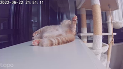 前野幹子ブリーダーからお迎えしたミヌエット：マカロンちゃん