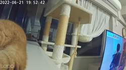 前野幹子ブリーダーからお迎えしたミヌエット：マカロンちゃん