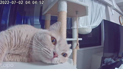 前野幹子ブリーダーからお迎えしたミヌエット：マカロンちゃん