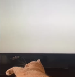 前野幹子ブリーダーからお迎えしたミヌエット：マカロンちゃん