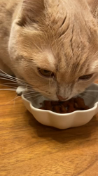 前野幹子ブリーダーからお迎えしたミヌエット：マカロンちゃん