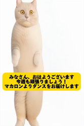 前野幹子ブリーダーからお迎えしたミヌエット：マカロンちゃん